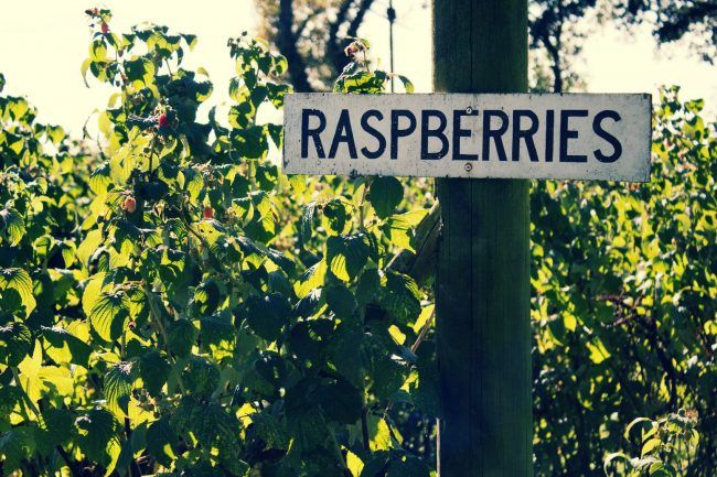 Raspberry Picking in the North West
