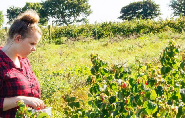 Fruits of Labor - Fruit Picking Warrington