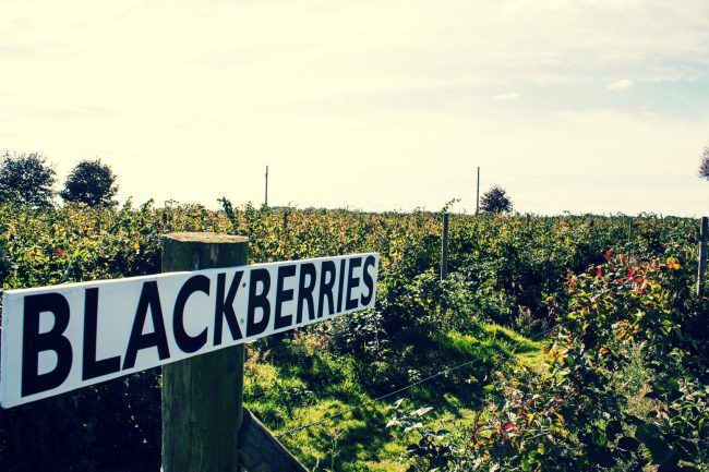 Blackberry Picking Warrington