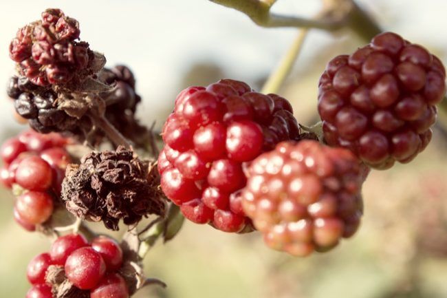 Underipe Blackberry Picking Manchester