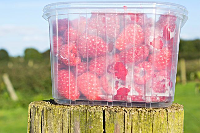Raspberry Picking Warrington