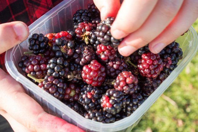 Punnet of Blackberries