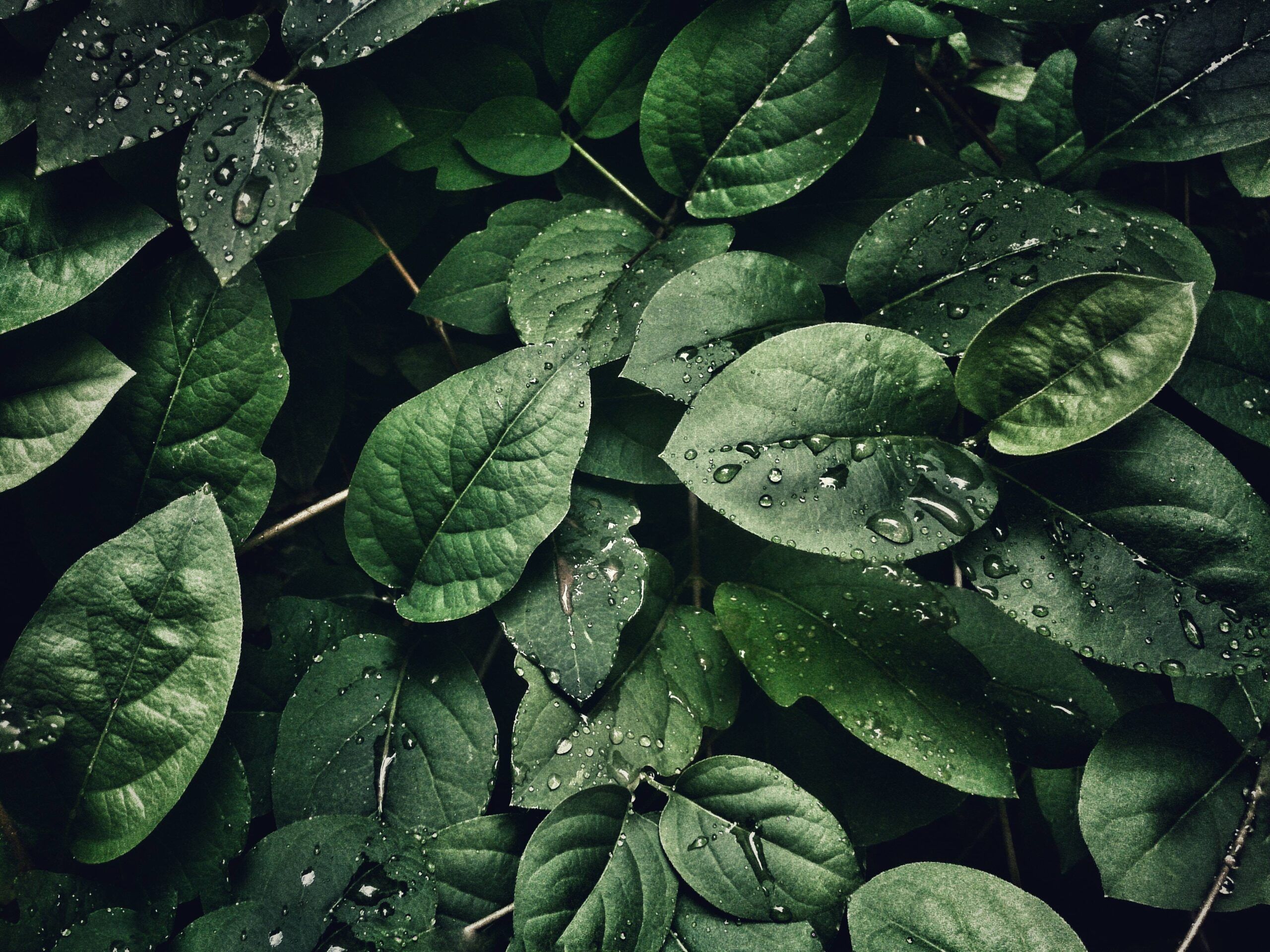 How to Become Self Sufficient: Tips for a Sustainable Lifestyle